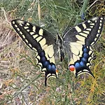 La Notte Dei Tempi Scaletta Zanclea